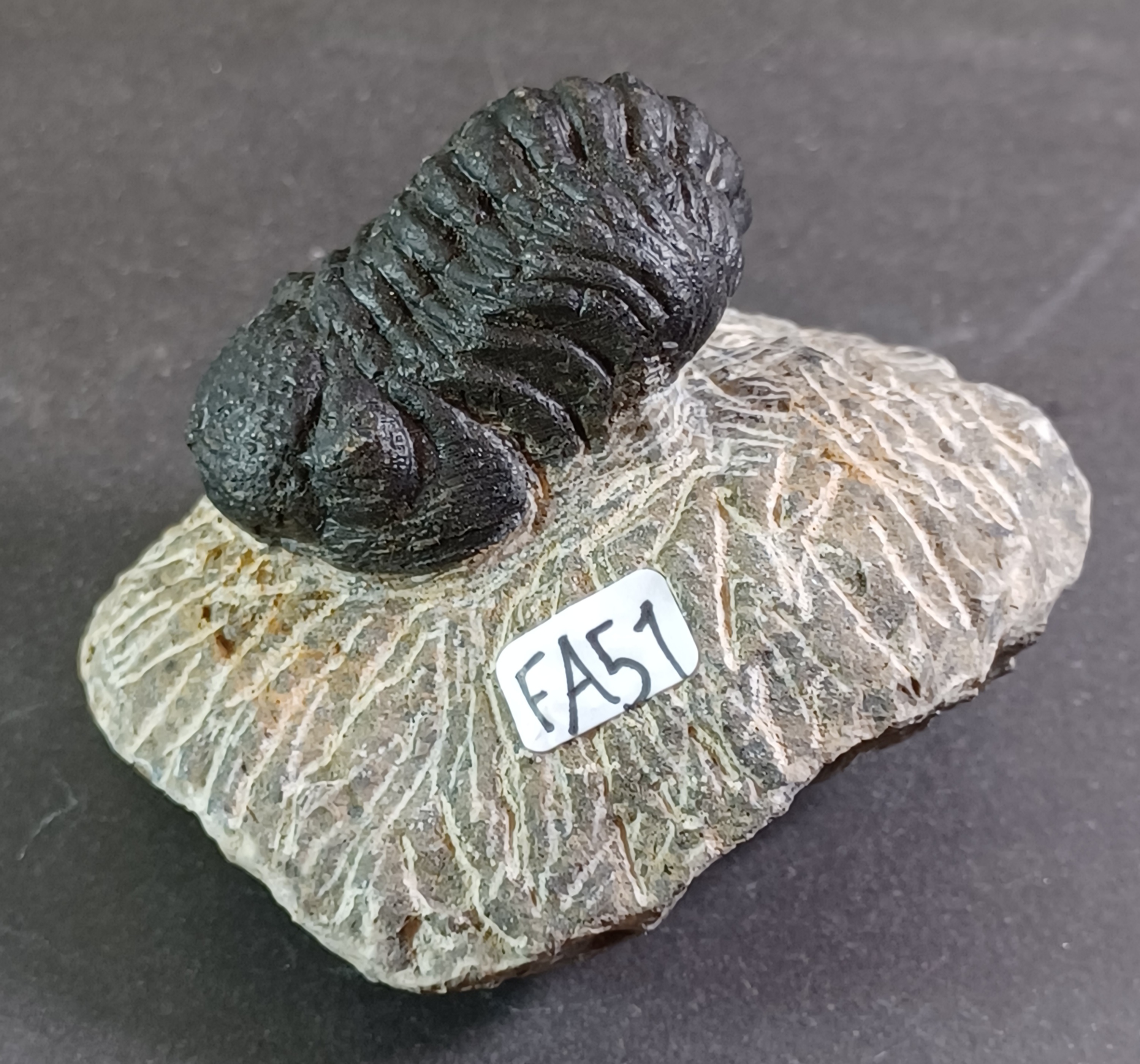 Trilobit Fossil i Grundsten - FA51-60