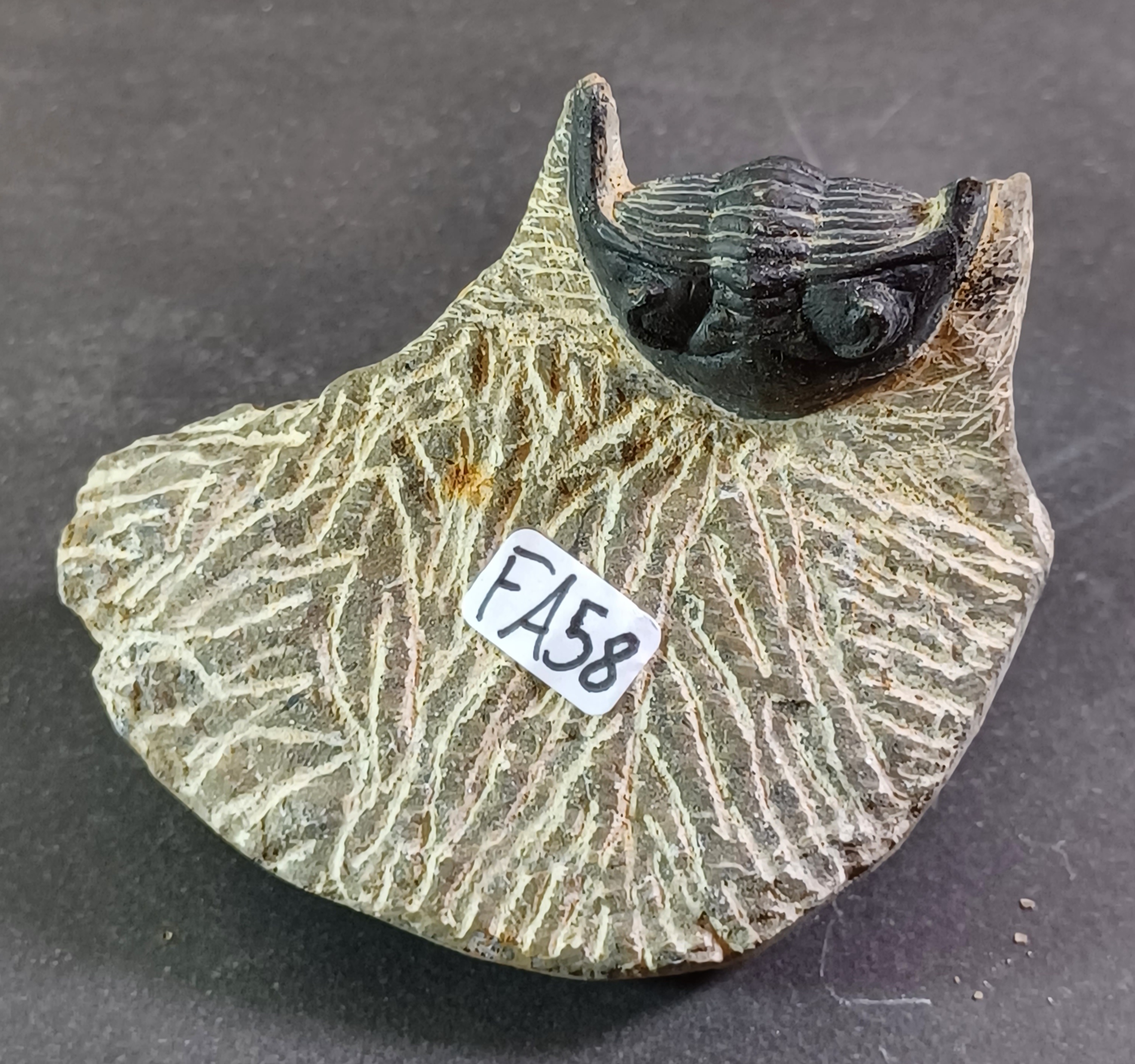 Trilobit Fossil i Grundsten - FA51-60 - 8