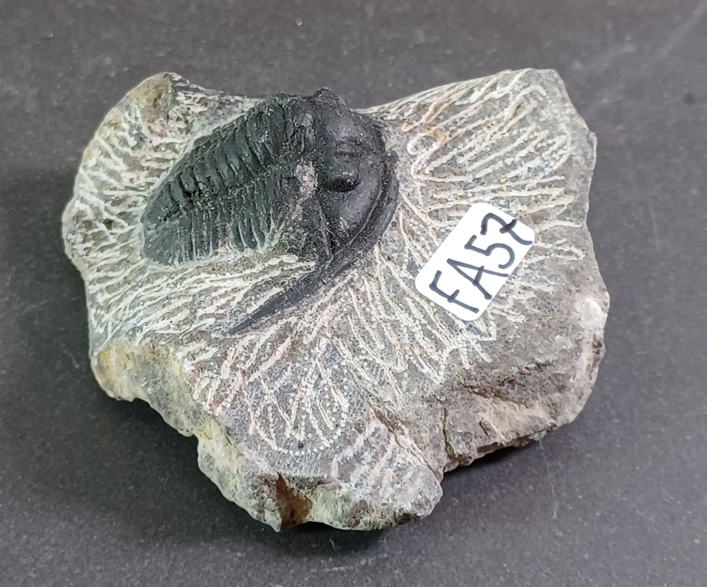 Trilobit Fossil i Grundsten - FA51-60 - 7