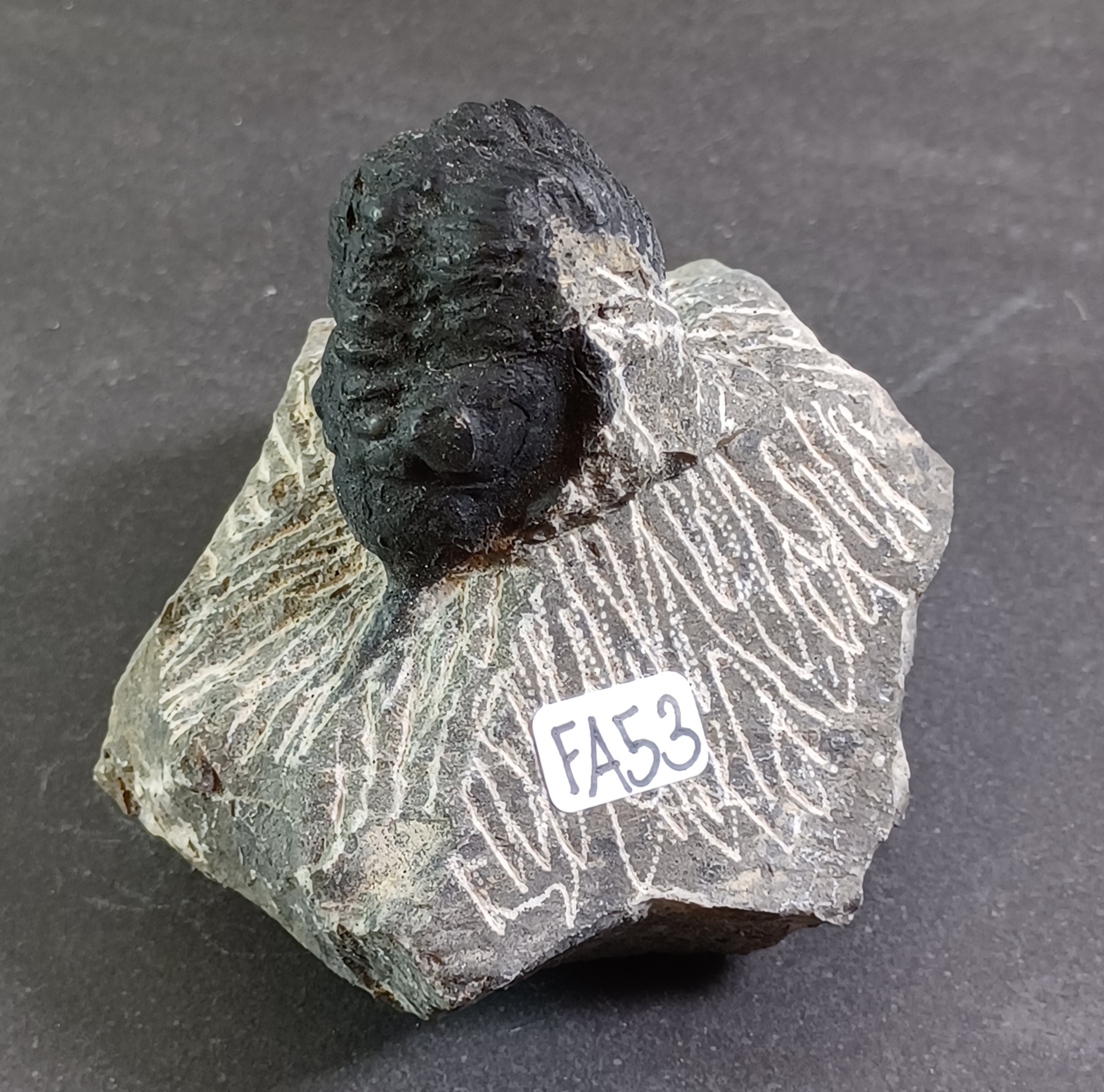 Trilobit Fossil i Grundsten - FA51-60 - 3
