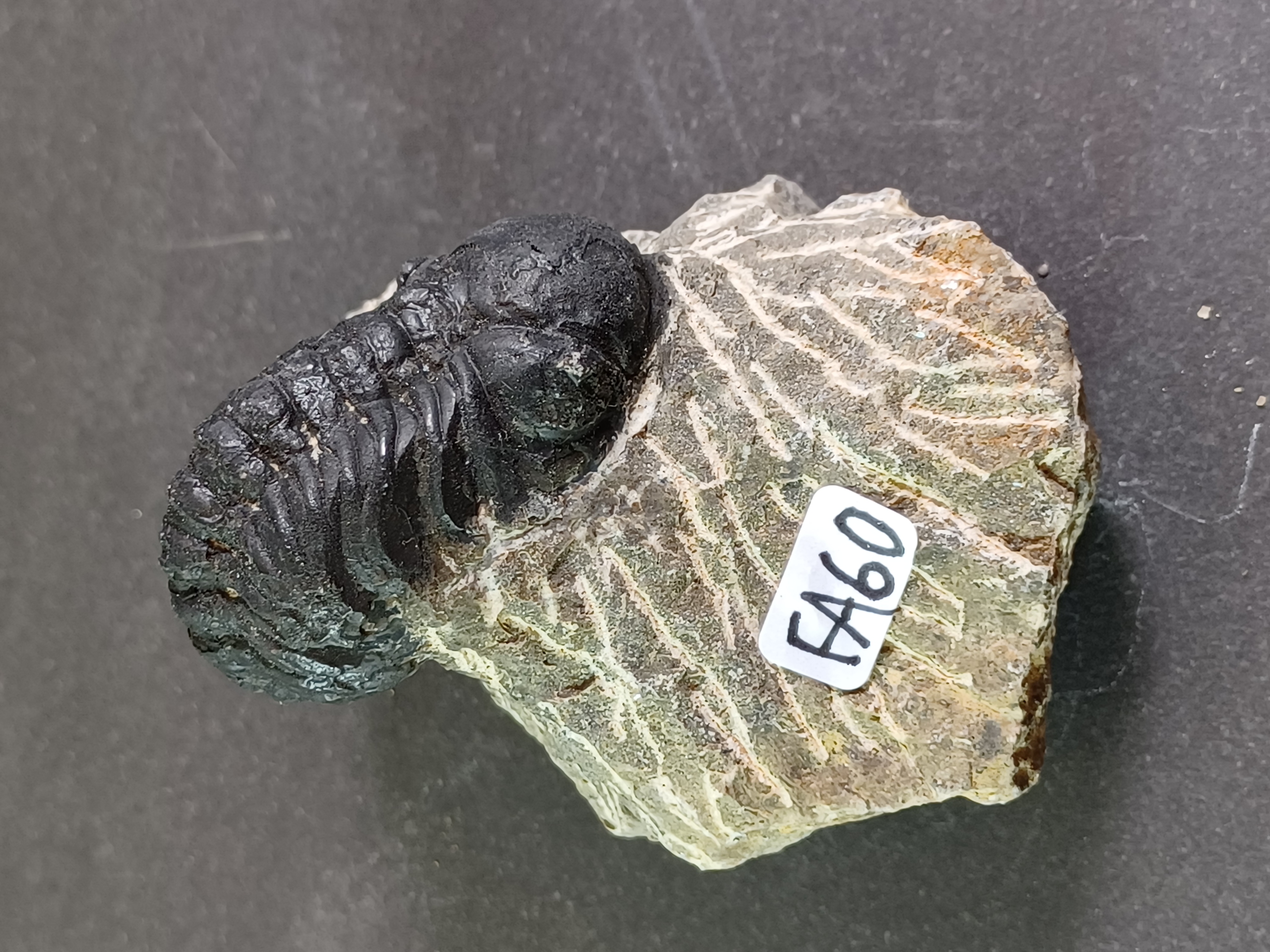 Trilobit Fossil i Grundsten - FA51-60 - 10