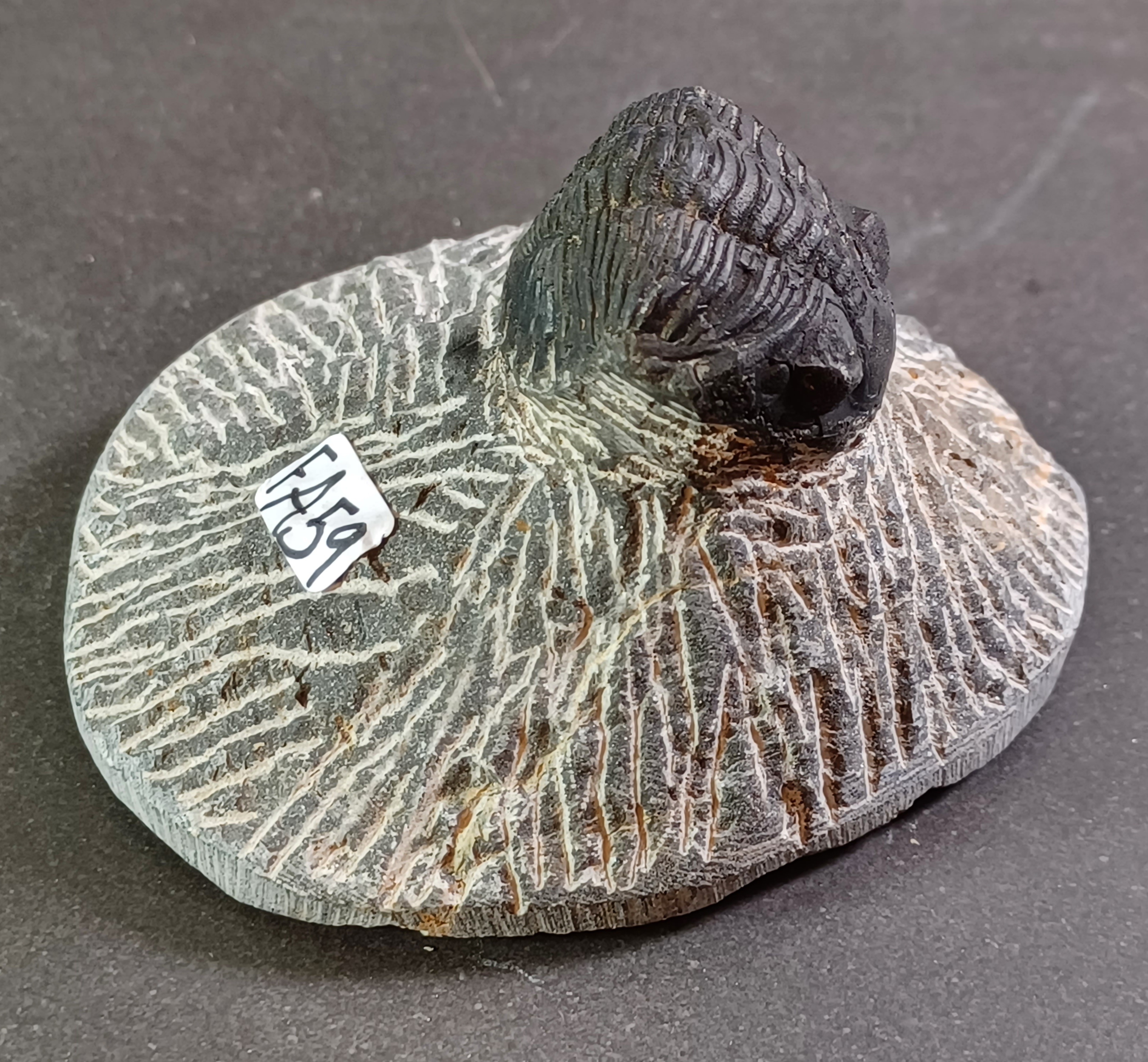 Trilobit Fossil i Grundsten - FA51-60 - 9