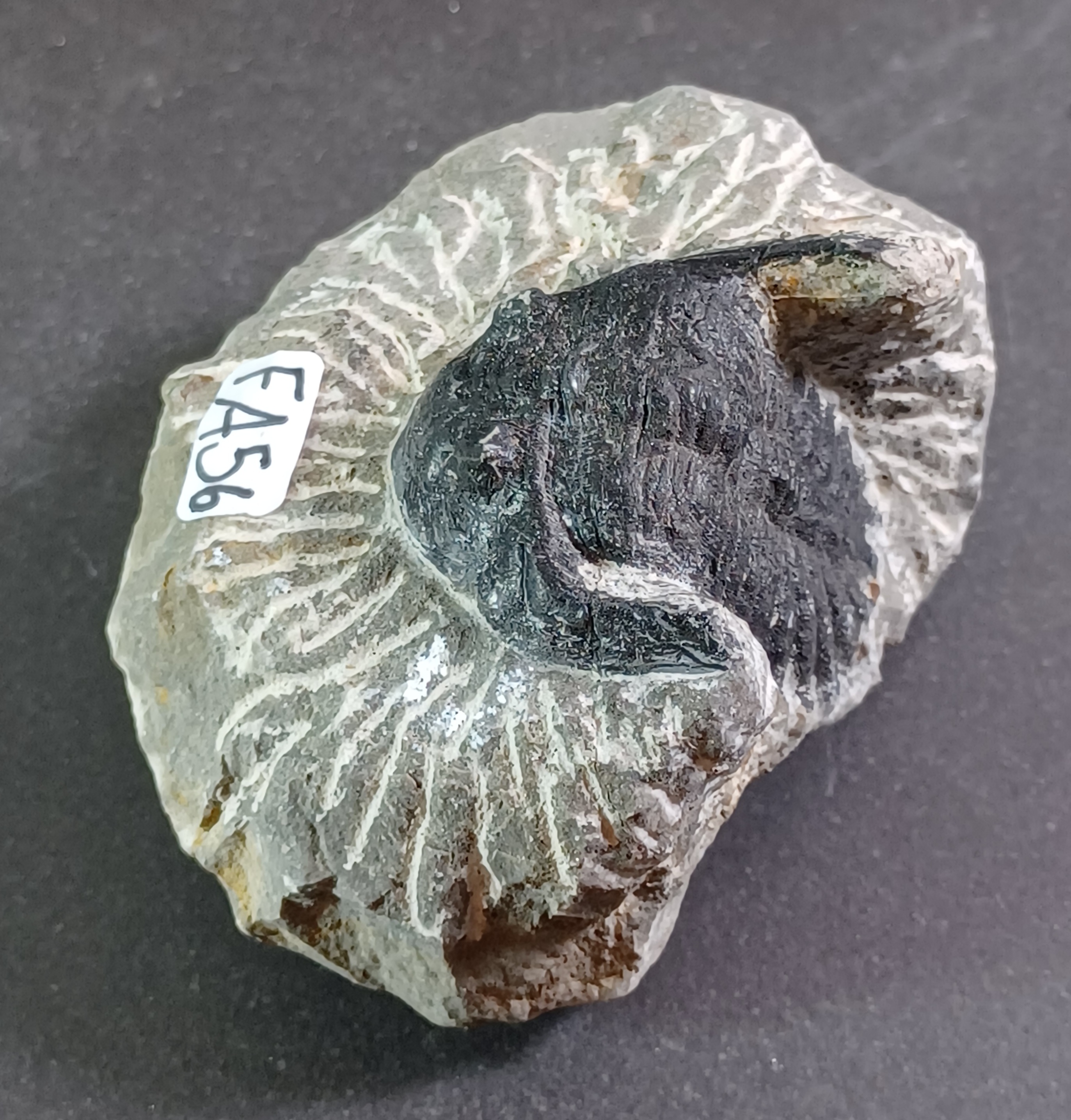 Trilobit Fossil i Grundsten - FA51-60 - 6