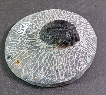 Trilobit Fossil i Grundsten - FA51-60