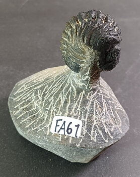 Trilobit Fossil i Grundsten - FA61-67
