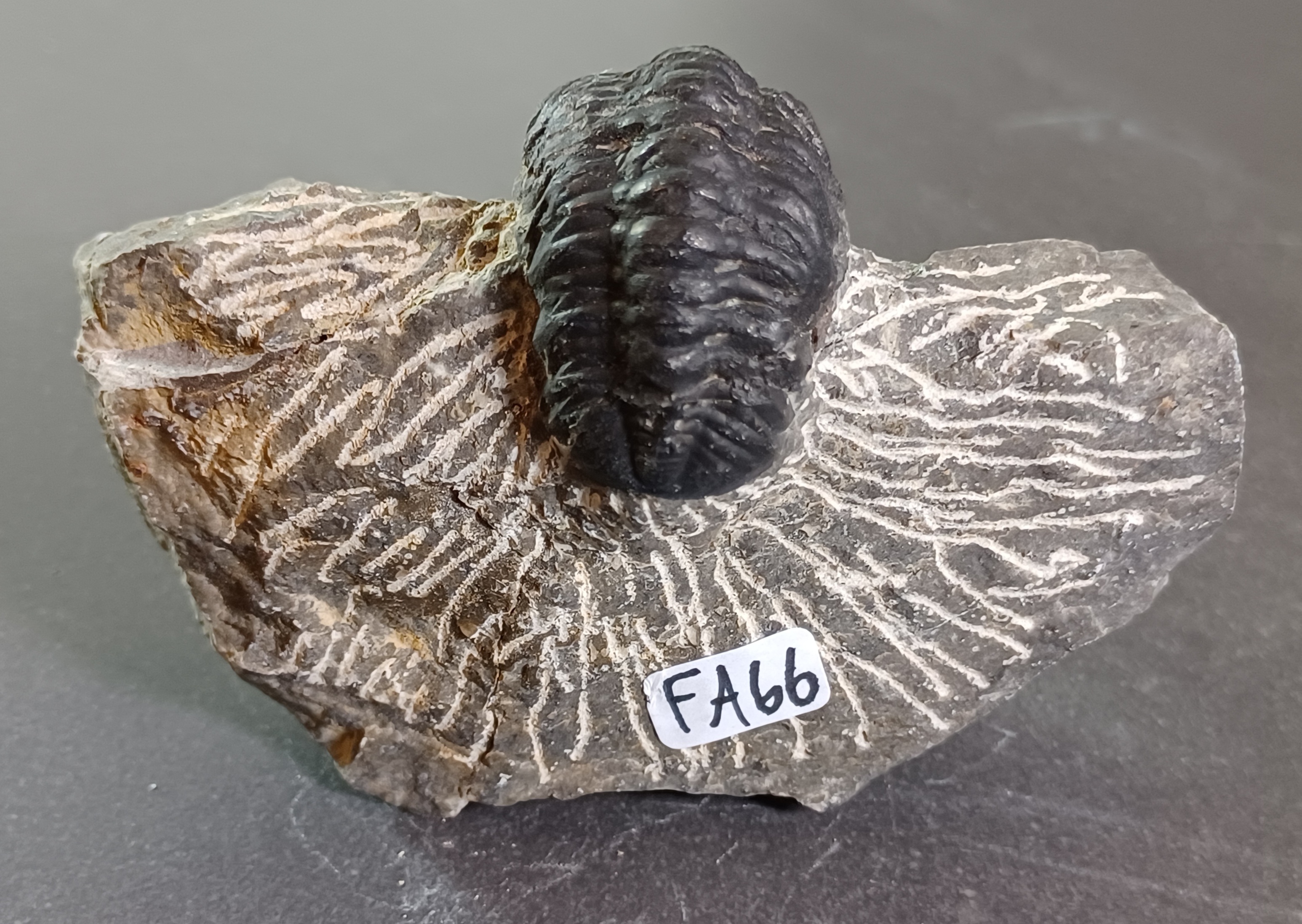 Trilobit Fossil i Grundsten - FA61-67 - 6