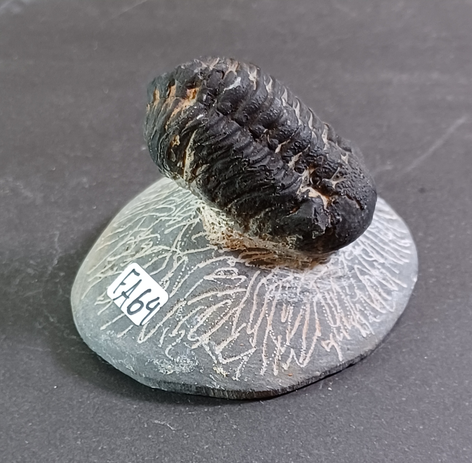 Trilobit Fossil i Grundsten - FA61-67 - 4