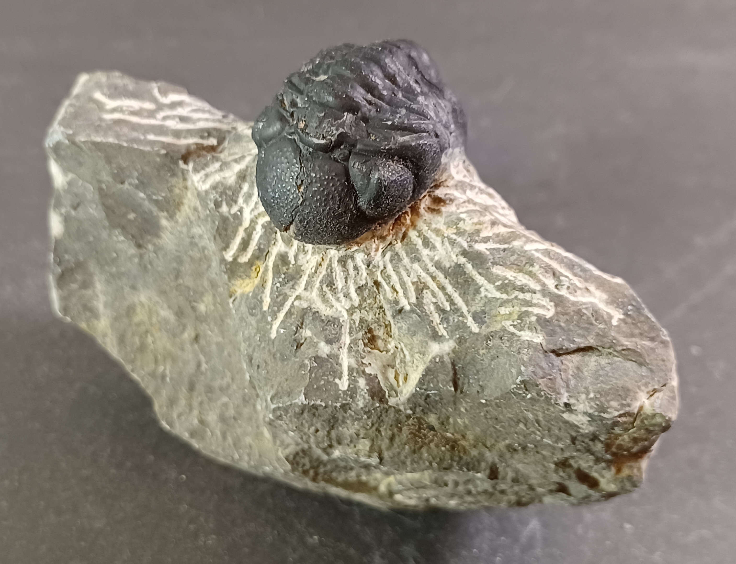 Trilobit Fossil i Grundsten - FA61-67 - 7