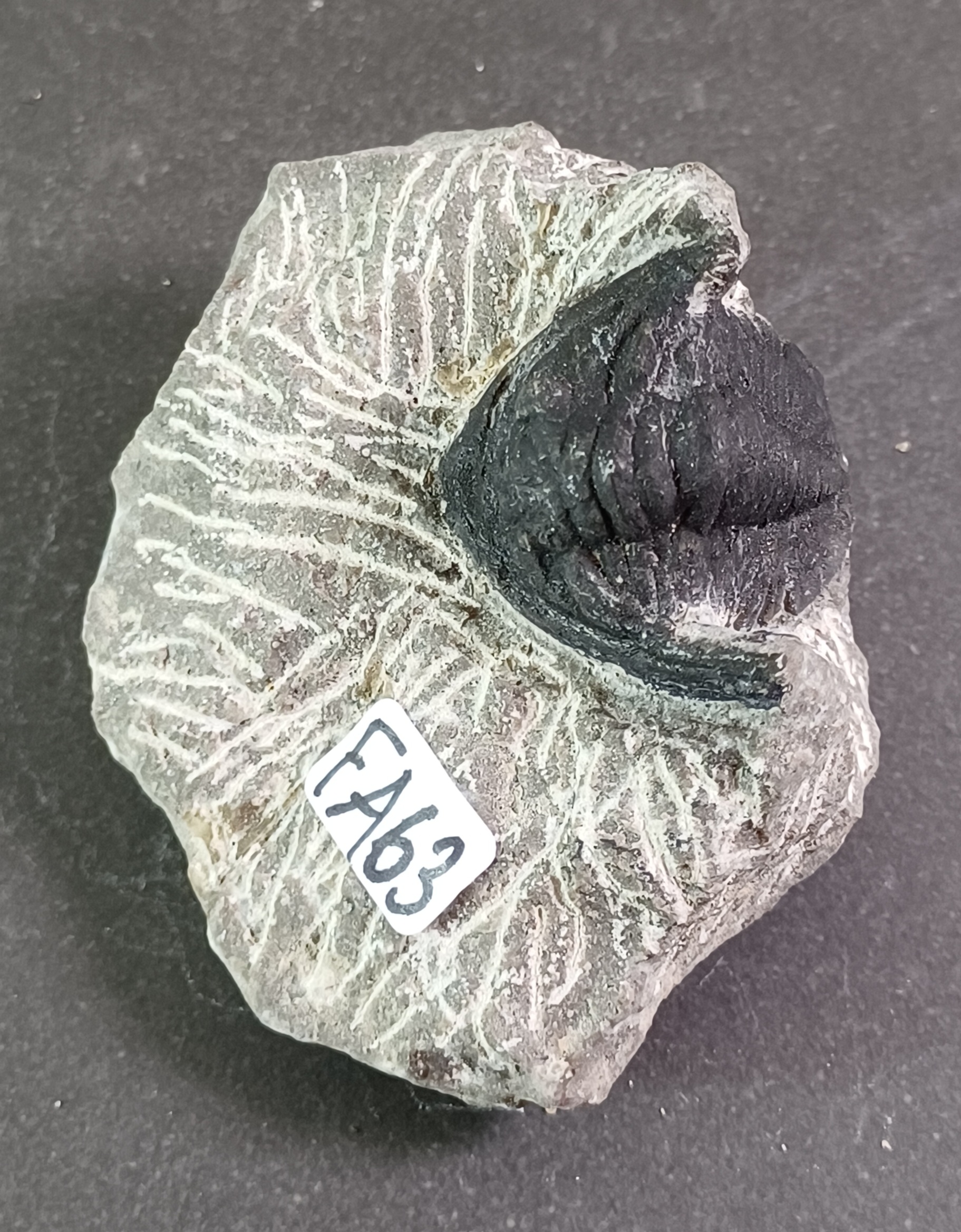 Trilobit Fossil i Grundsten - FA61-67 - 3