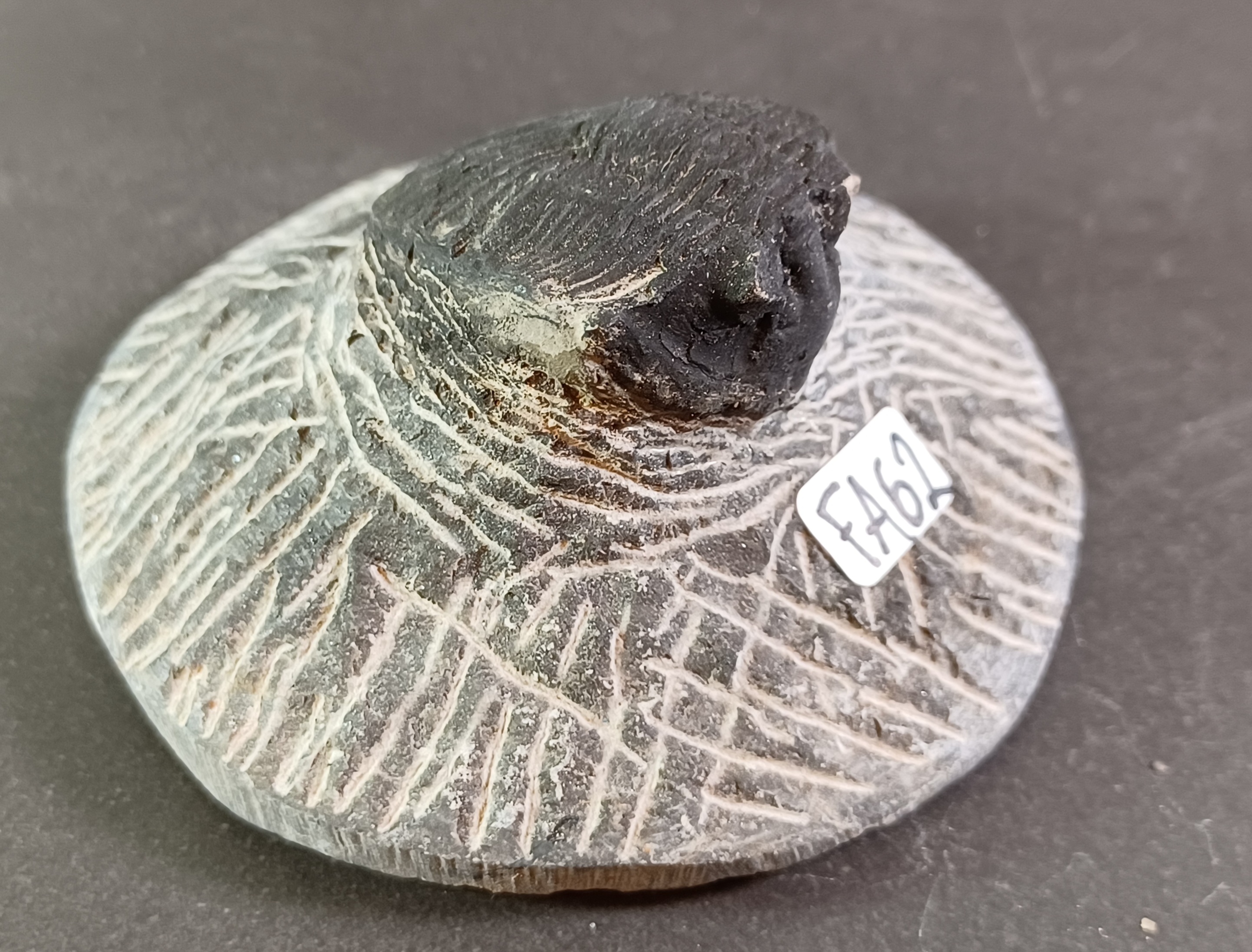 Trilobit Fossil i Grundsten - FA61-67 - 2