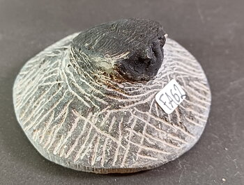 Trilobit Fossil i Grundsten - FA61-67