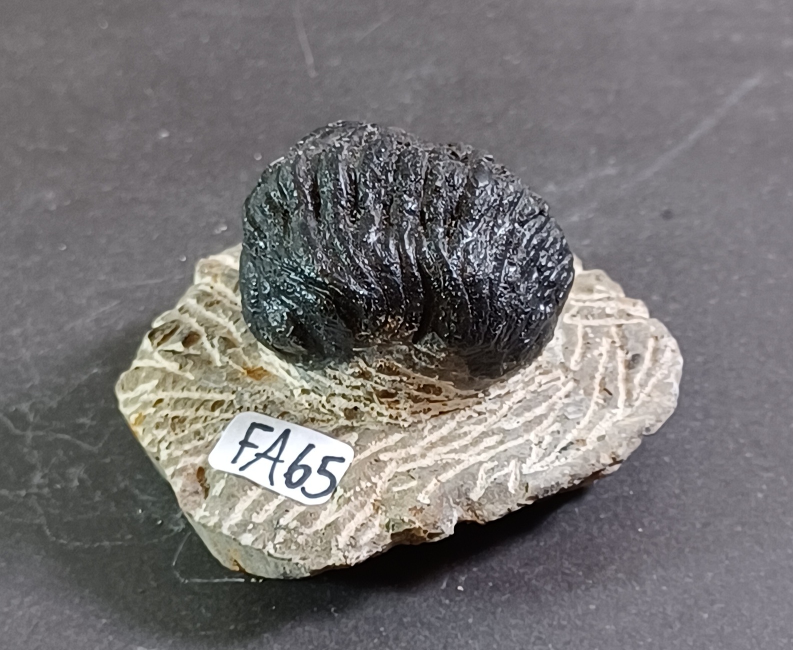 Trilobit Fossil i Grundsten - FA61-67 - 5