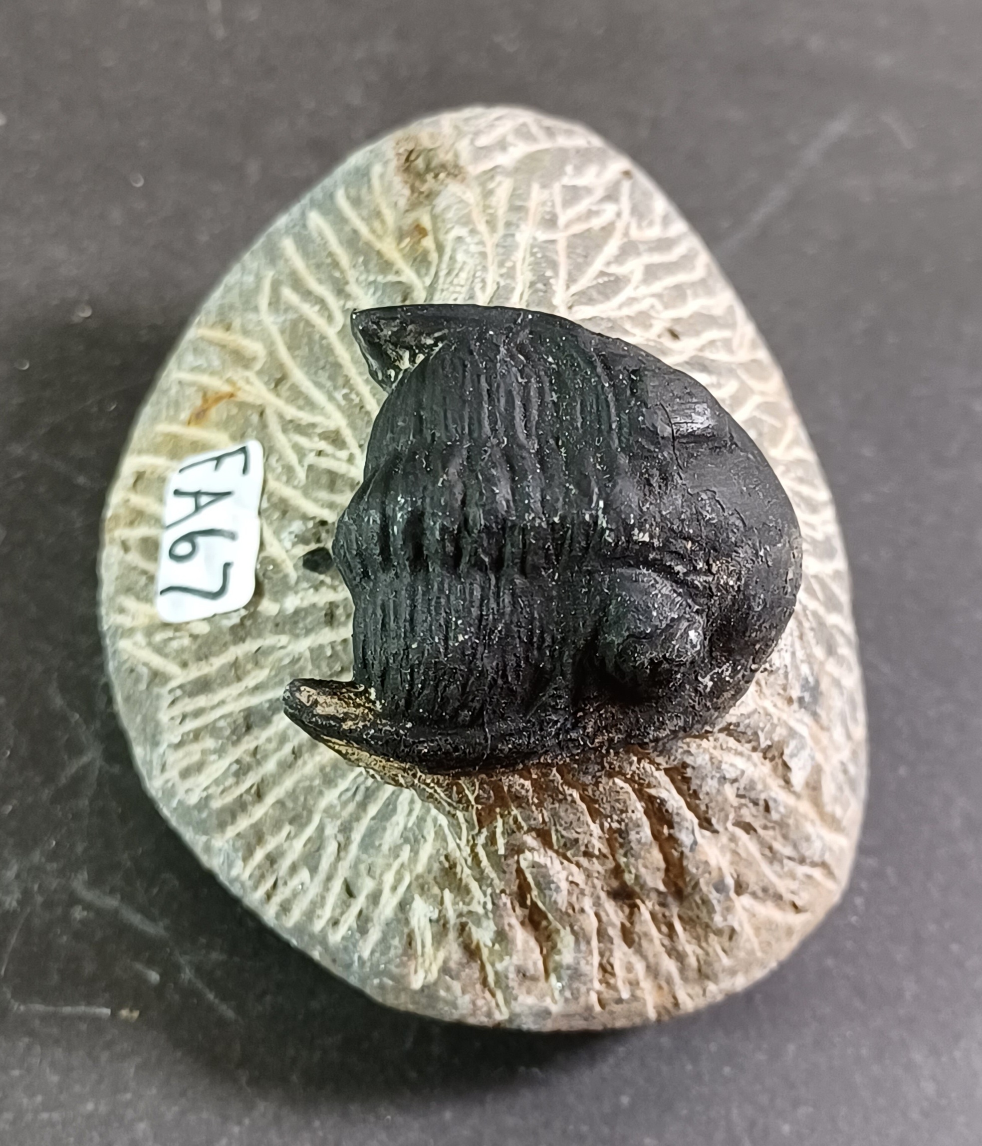 Trilobit Fossil i Grundsten - FA61-67 - 8