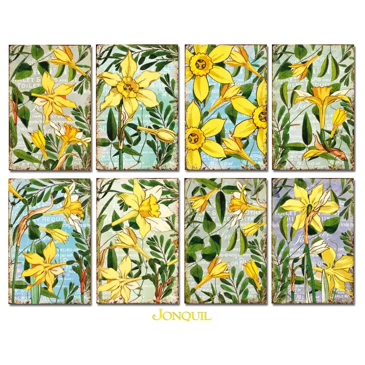Scrapbooking bilder - Jonquil