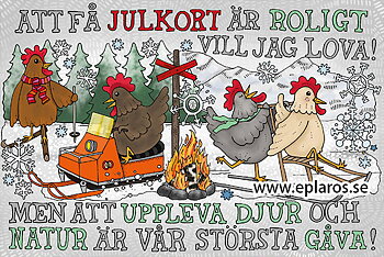 Vykort 10x15 cm Julkort Hönsens julbudskap