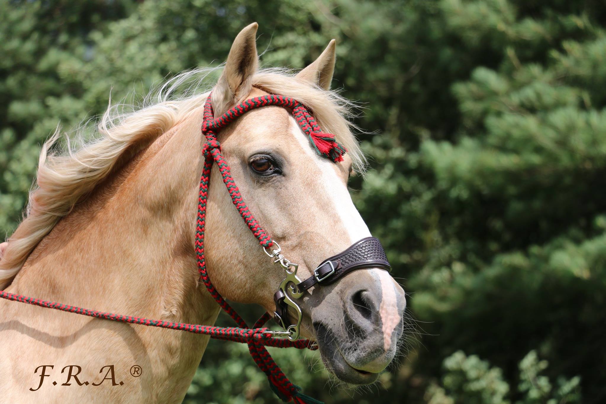 Hackamore F.R.A® 'Fiore', nosepart + curbstrap - 11