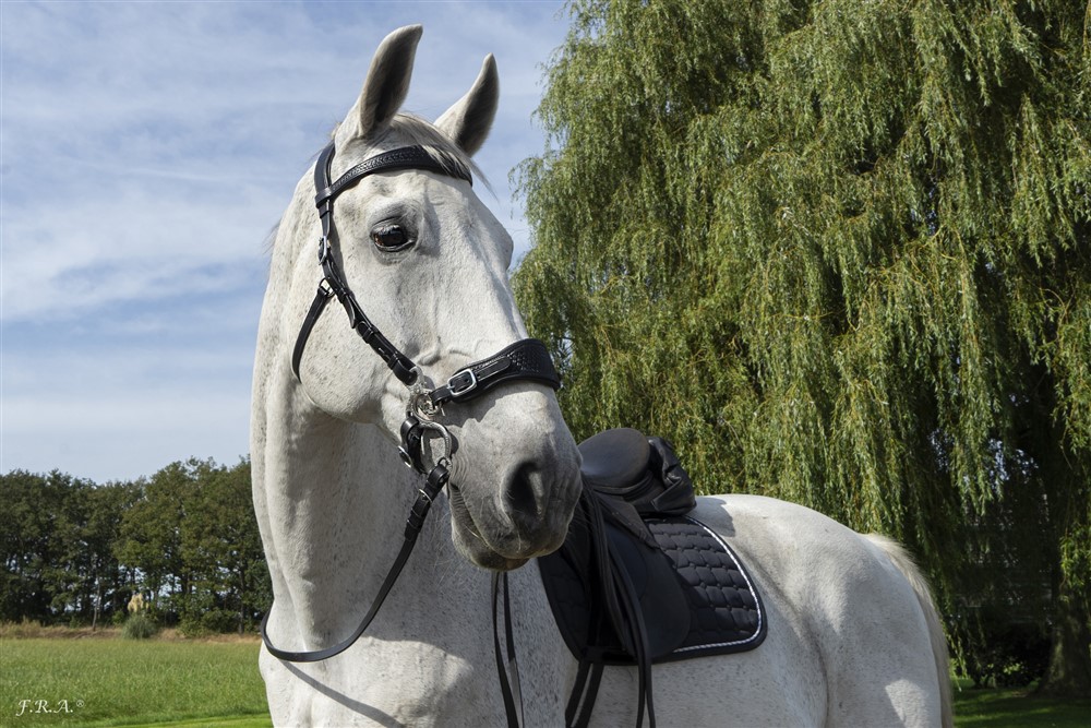 Hackamore F.R.A® 'Fiore', nosepart + curbstrap - 8
