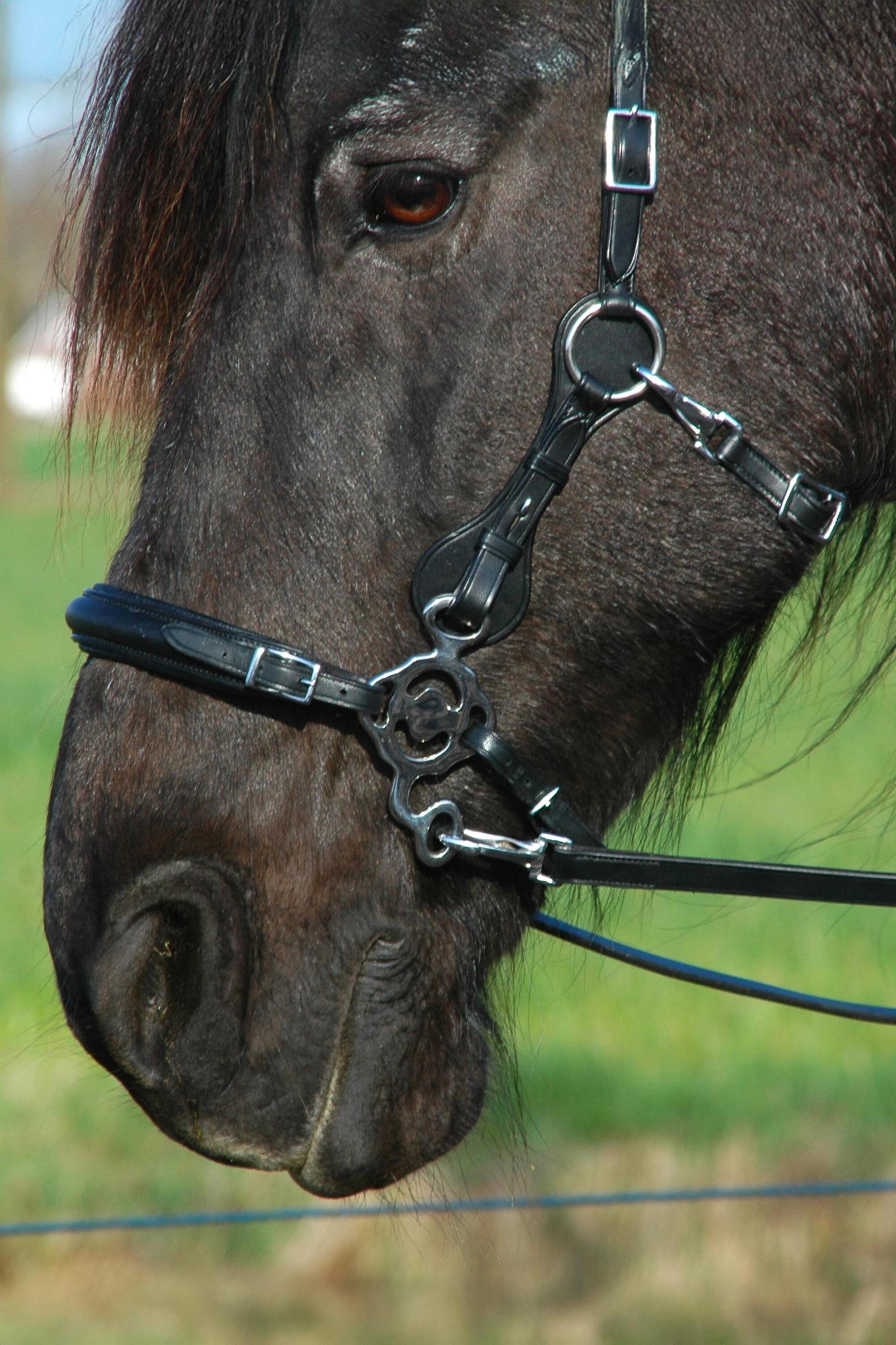 Hackamorebridle F.R.A® Calli (complete) - 8