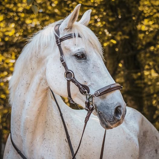 Hackamorebridle F.R.A® Calli (complete) - 2