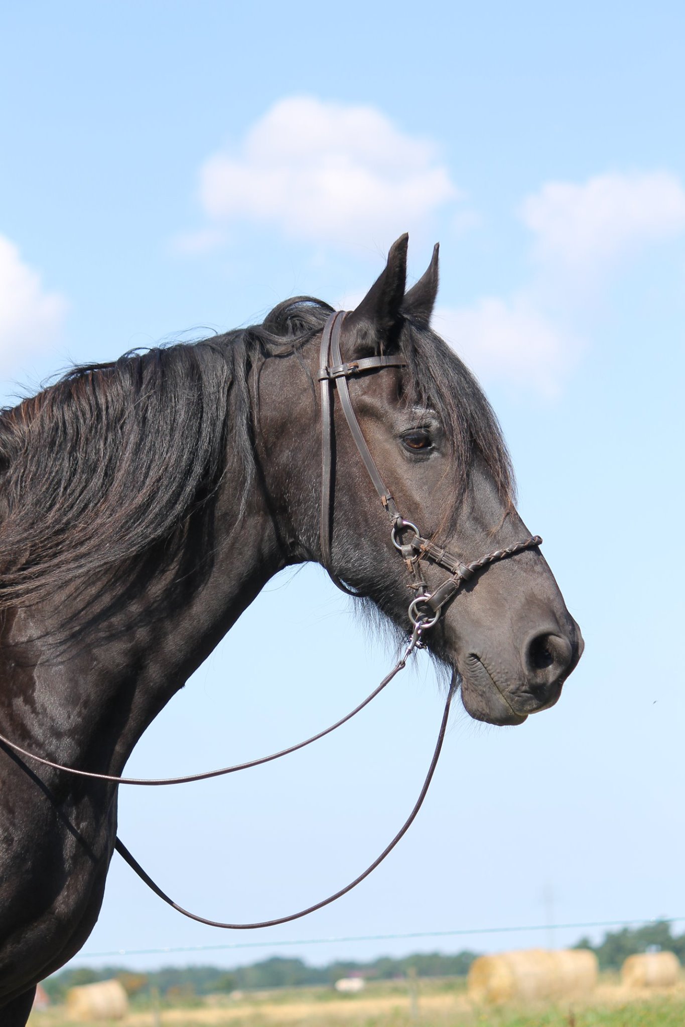 F.R.A® Pariba Sidepull incl. reins - 6