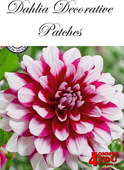 Dahlia Patches