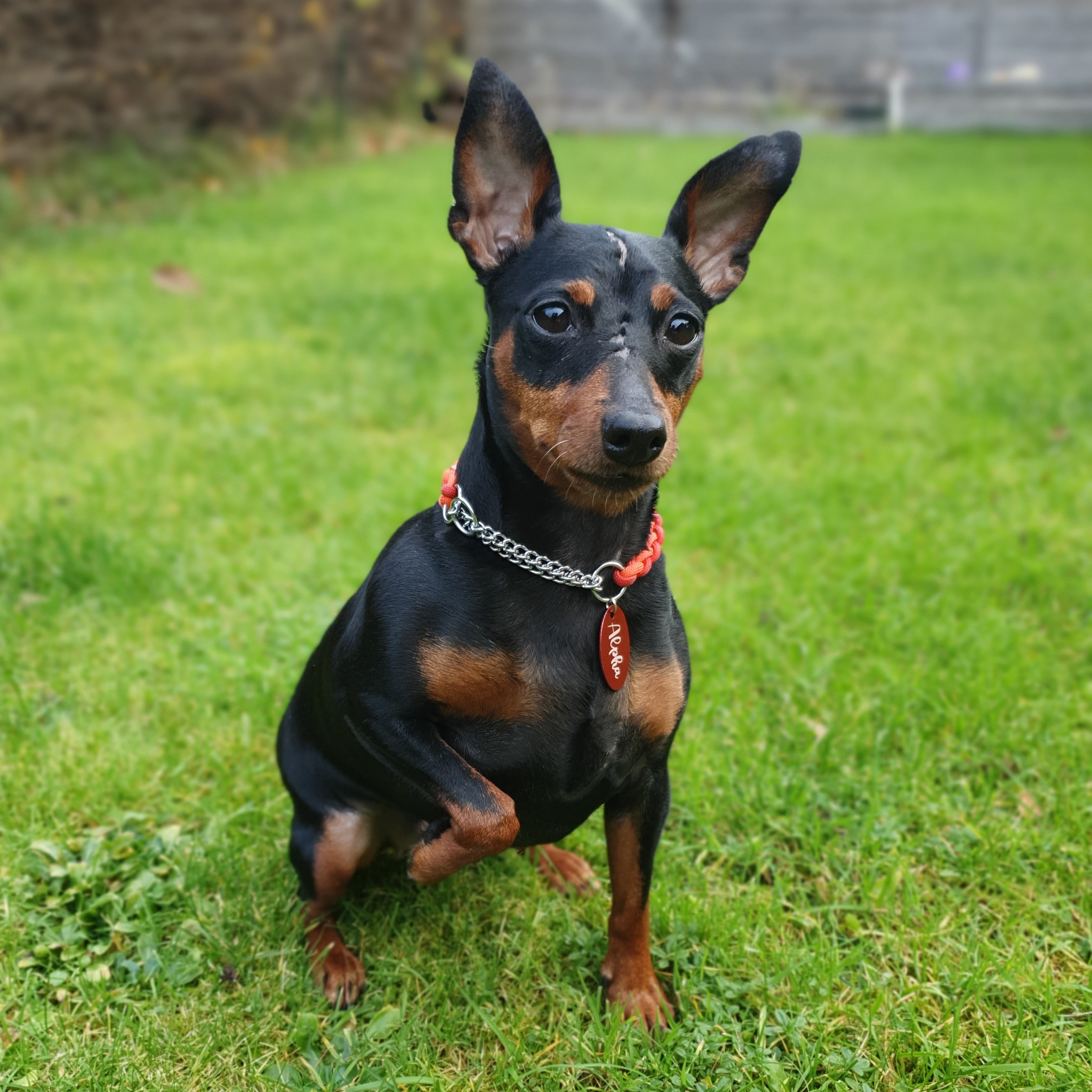Valfri text 2 sidor Namnbricka i metall till Hund & katt - 2