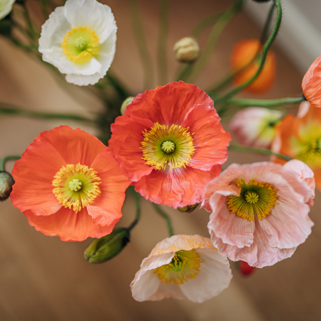 Sibirisk Vallmo - Victory Giant - Isländsk Vallmo