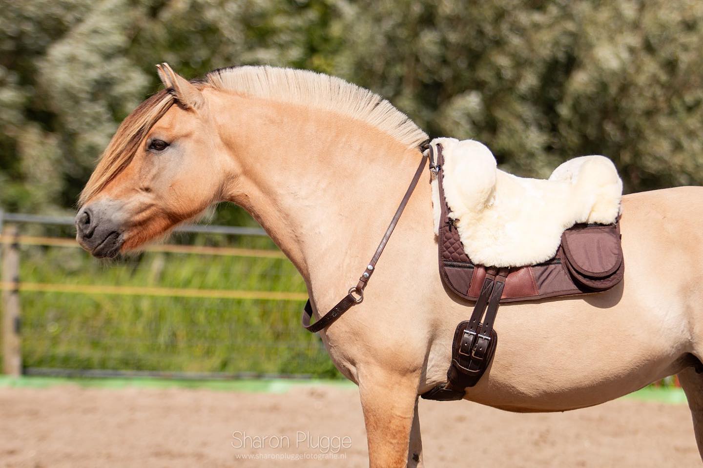 Neck ring / cordeo Edix© Rose, brown - 14
