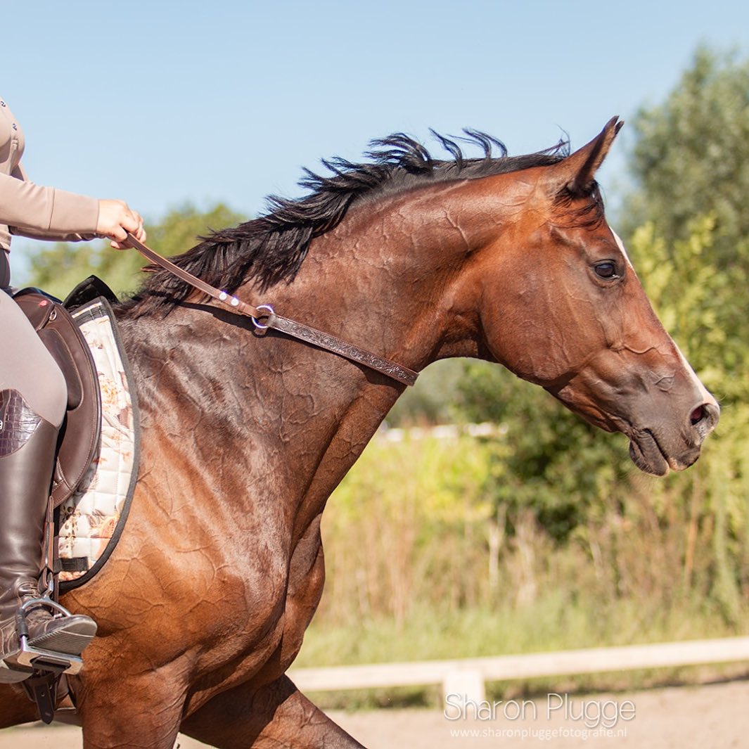 Neck ring / cordeo Edix© Rose, natural - 14