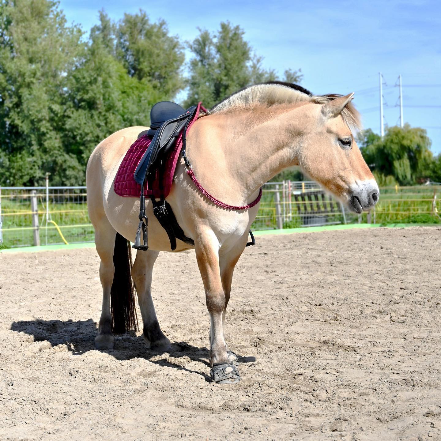 Halsring / cordeo Edix© Aisha, burgundy - 9