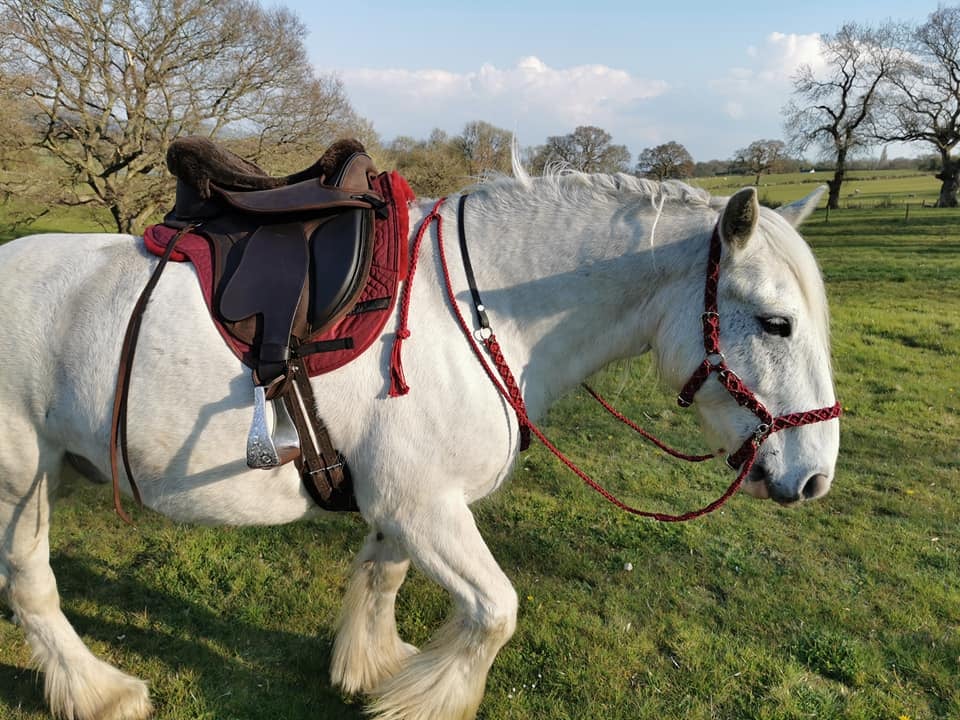 Halsring / cordeo Edix© Aisha, burgundy - 12