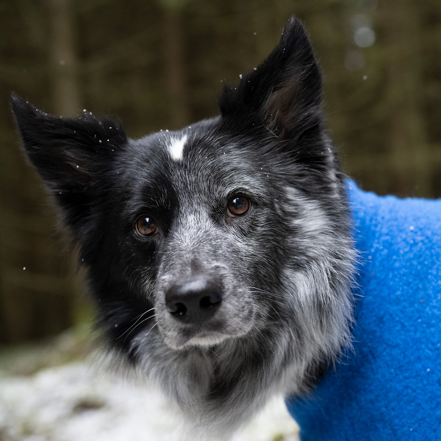 Warmwool Dog jacket  (75% wool) Blue