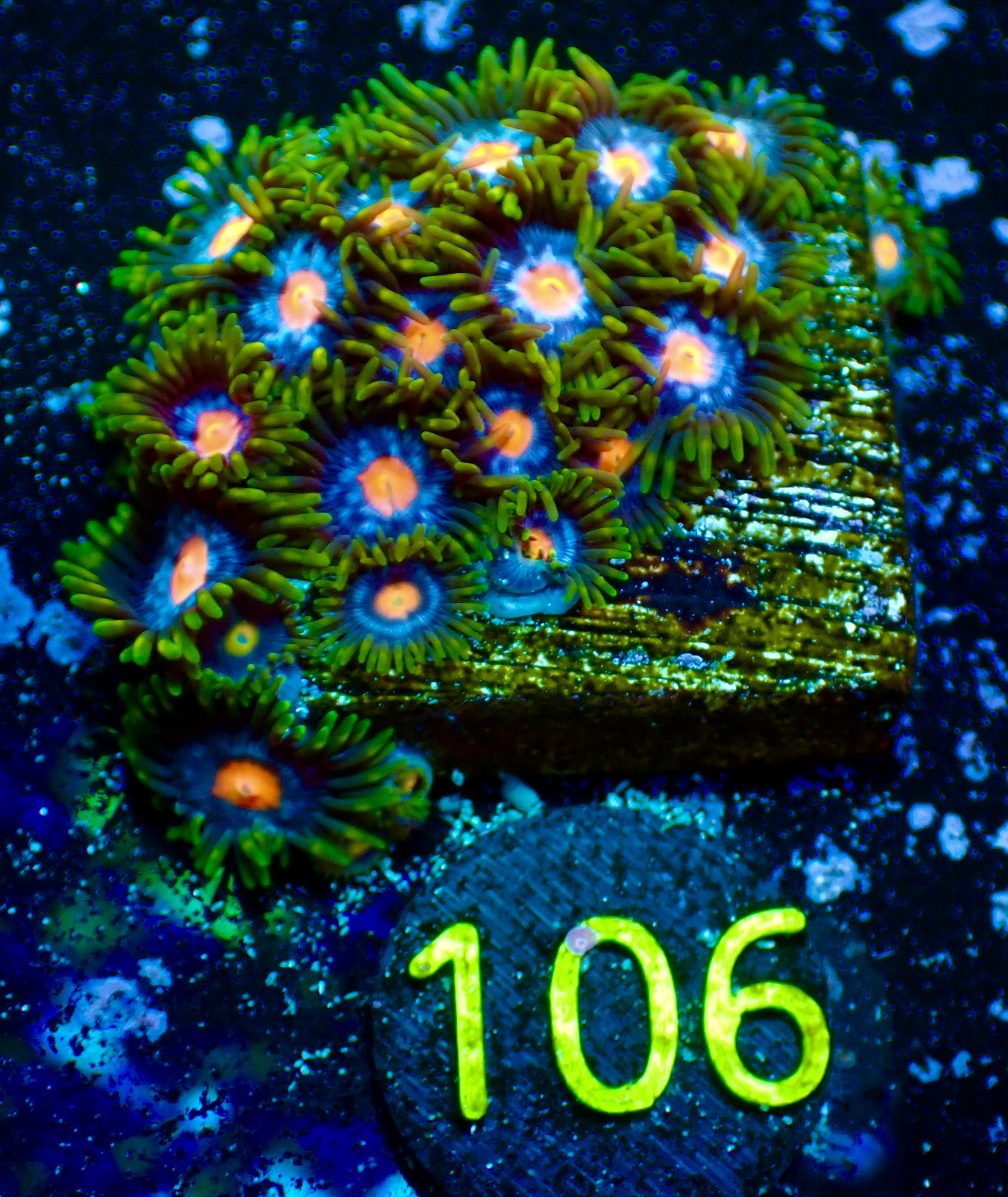 Zoas spp  Blow Pop