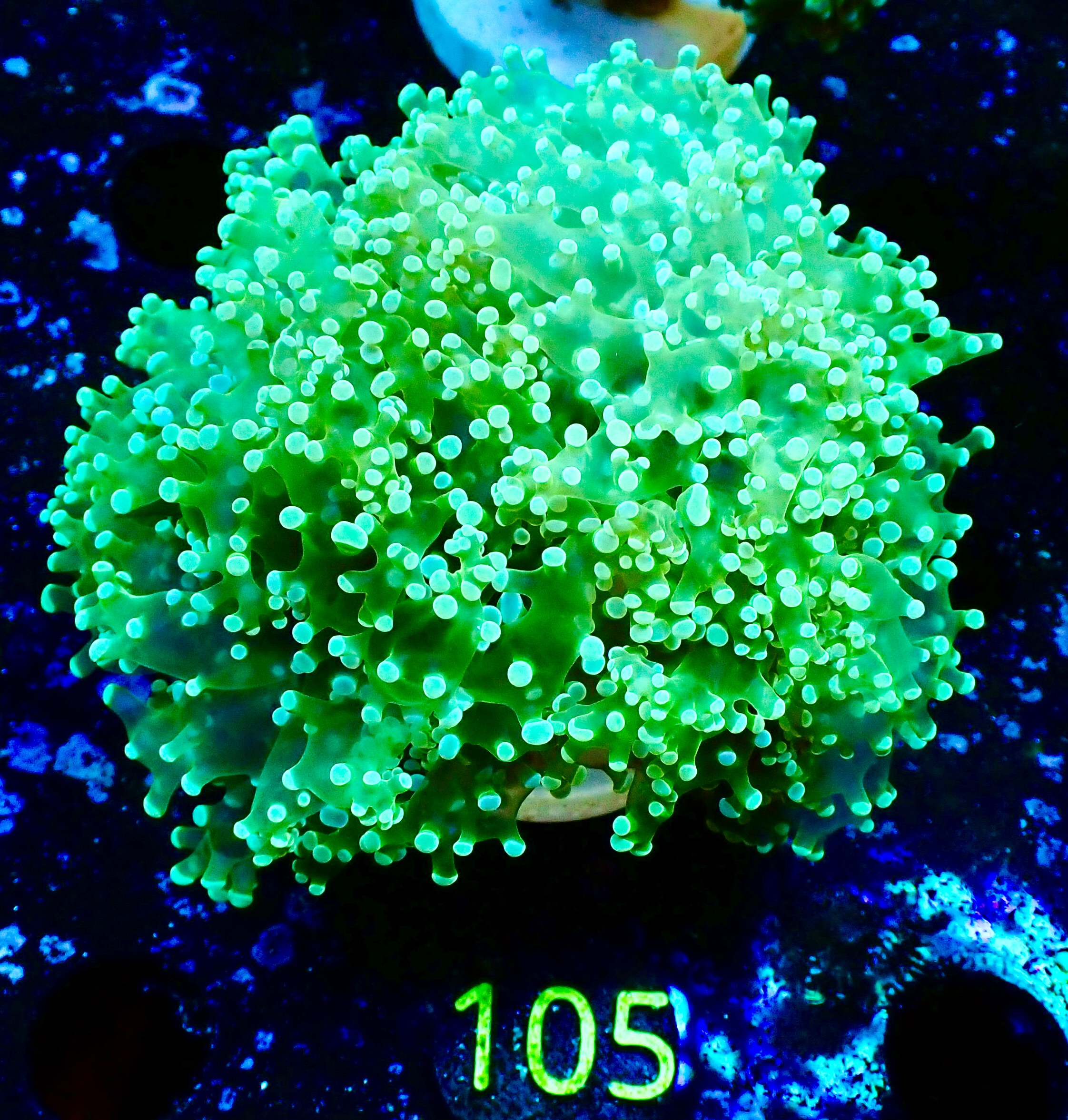 Euphyllia Paradivisa ultra