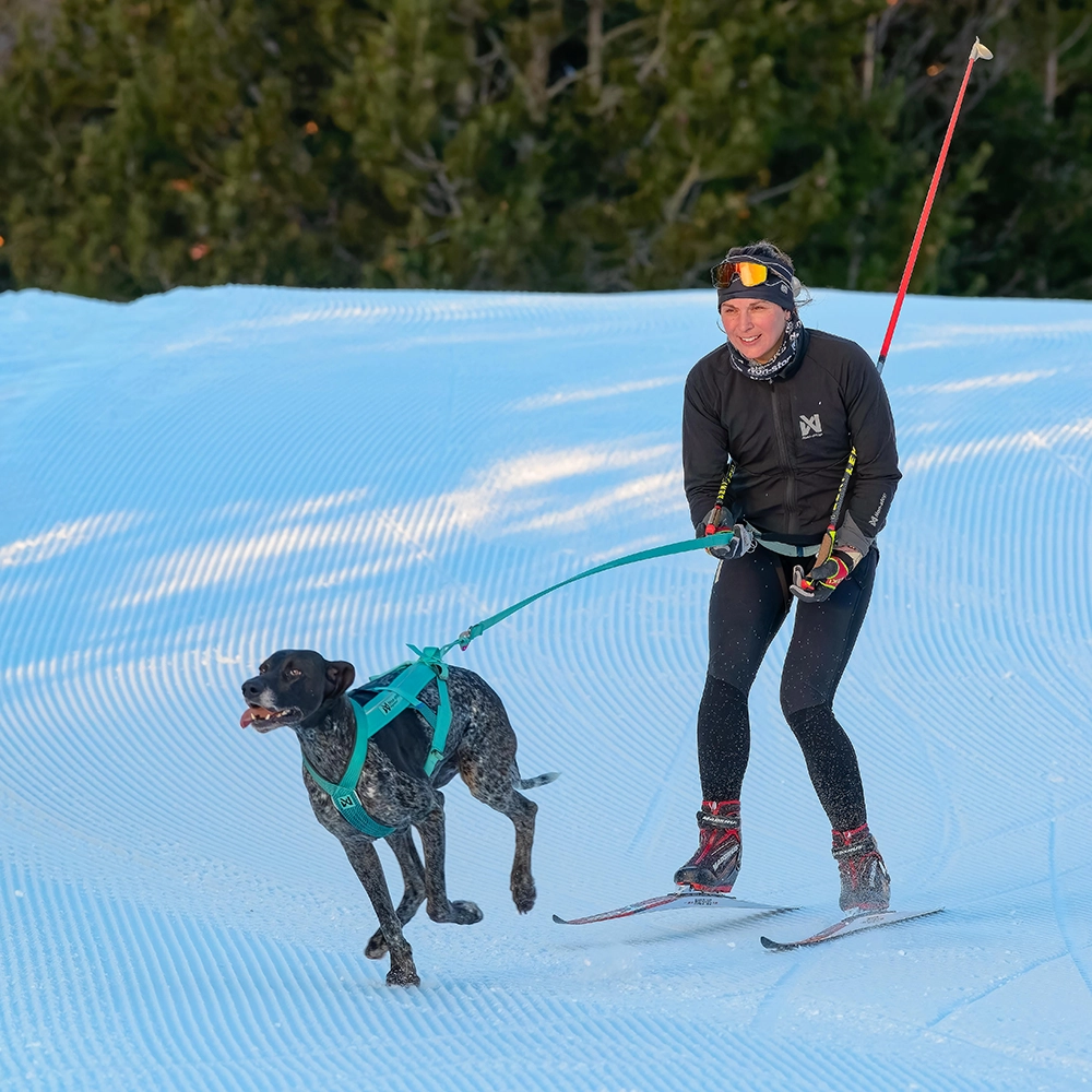 Dragsele till skidåkning skijoring