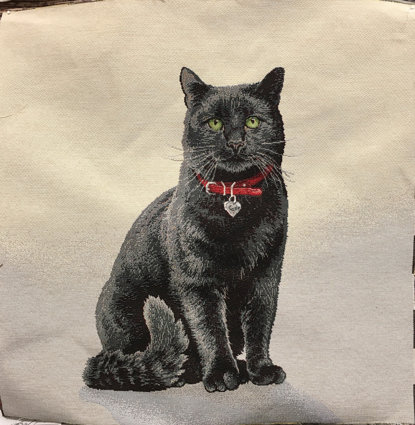 Svart Katt