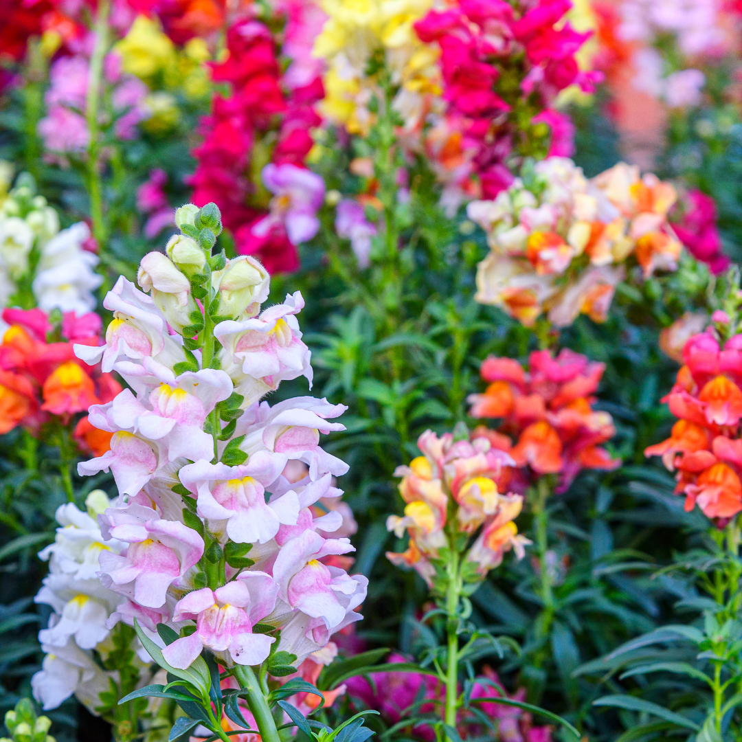 Lejongap - Brighton Rock - Kultursort