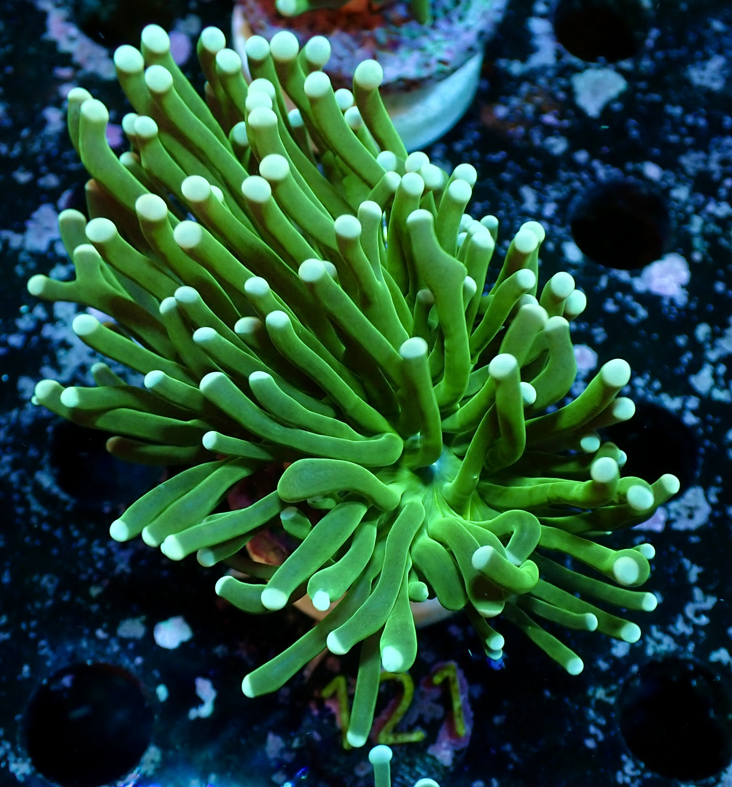 Euphyllia glabrescens Torch