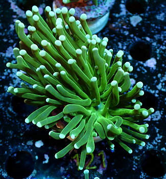 Euphyllia glabrescens Torch