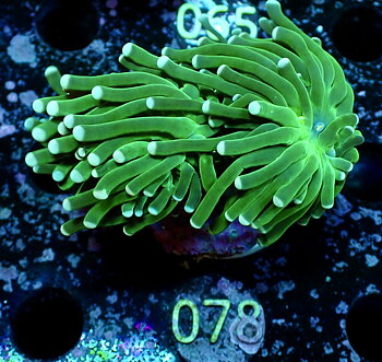 Euphyllia glabrescens Torch