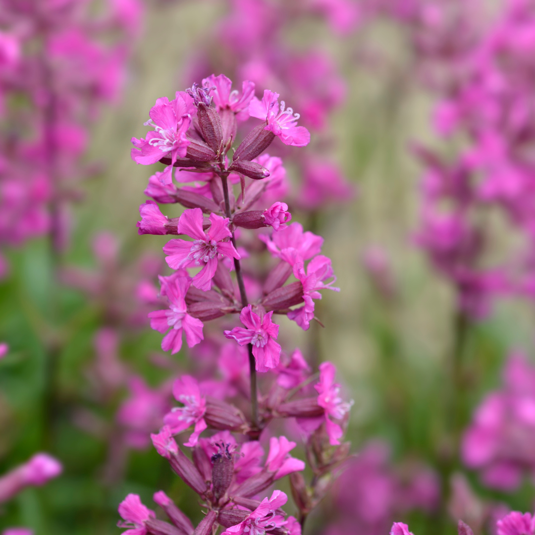 Tjärblomster - Feur Rose Pink