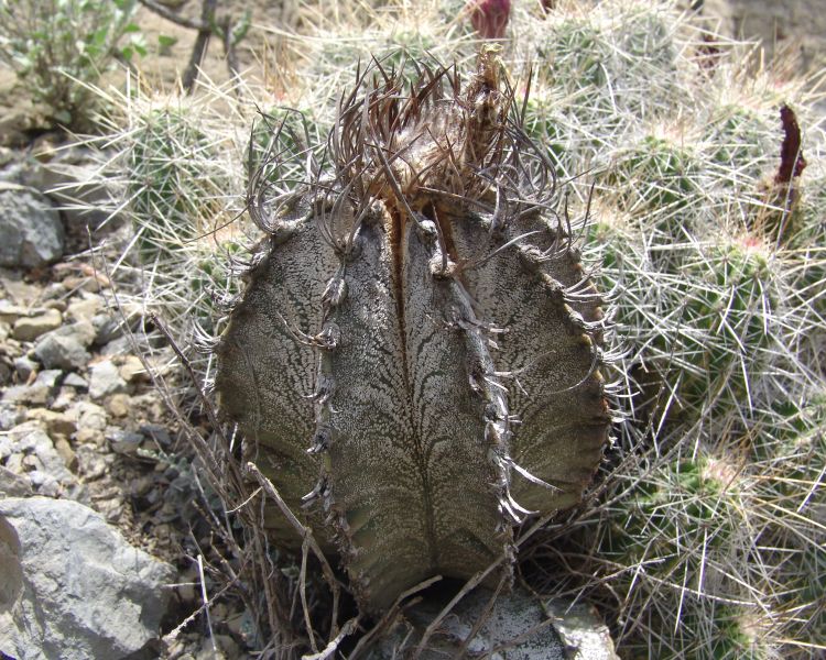 Astrophytum capricorne PP 475 (MEX 75, km 15, Coah)