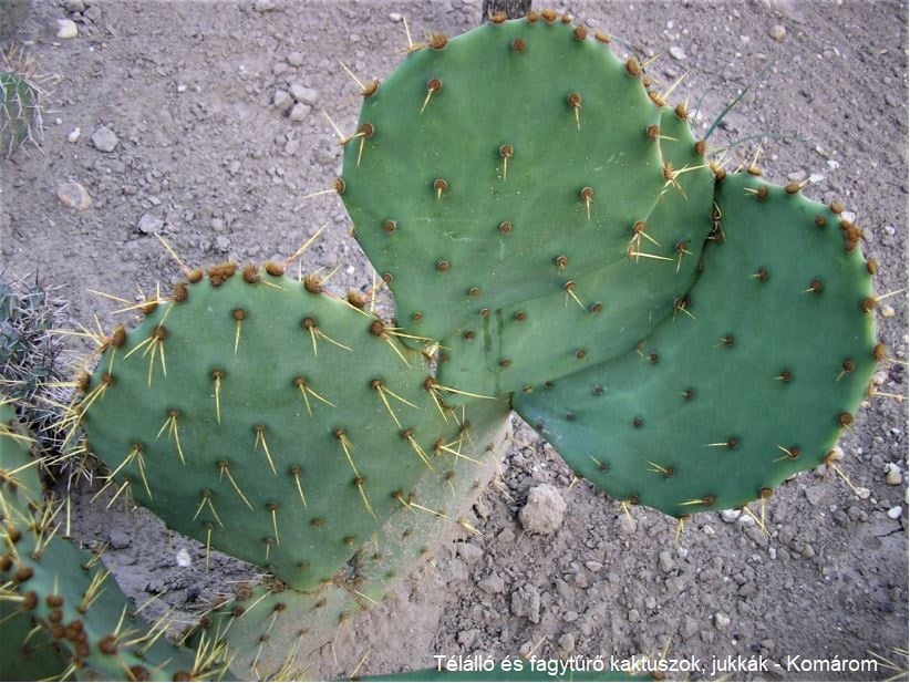 Opuntia engelmannii 'flavispina'