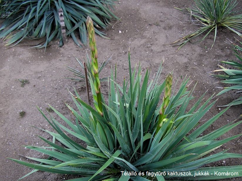 Yucca arkansana ssp. freemannii FH 1180.73 (Redwater, TX) - 2