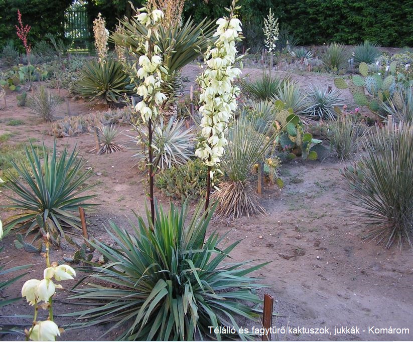Yucca arkansana ssp. freemannii FH 1180.73 (Redwater, TX)