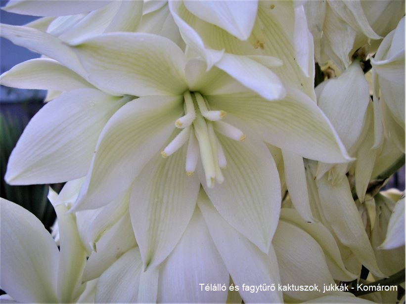 Yucca reverchonii (Ozona, Crockett Co, TX) - 3