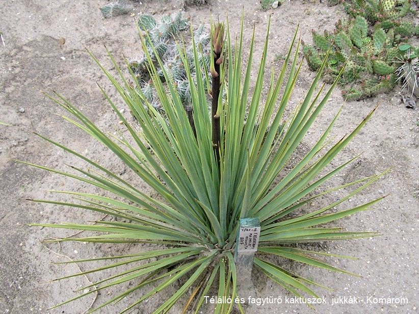 Yucca reverchonii (Ozona, Crockett Co, TX)
