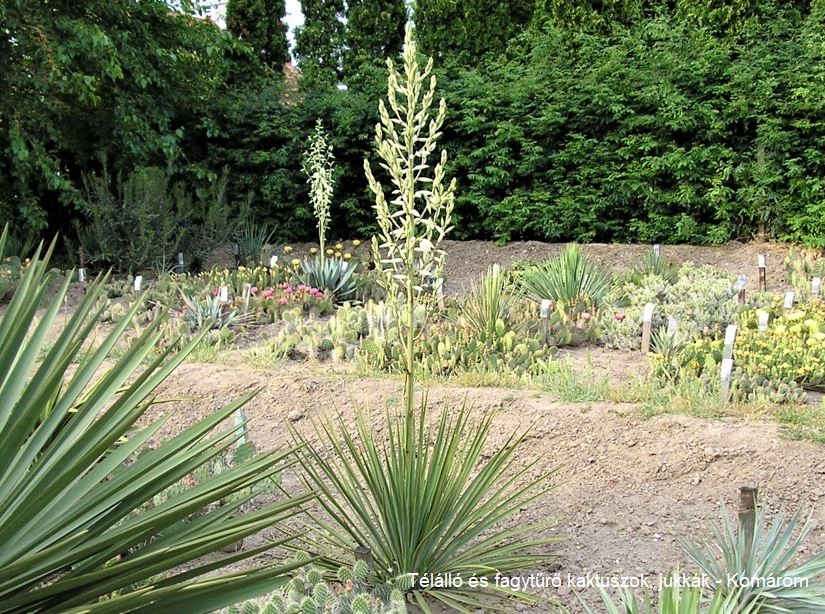 Yucca reverchonii (Ozona, Crockett Co, TX) - 2