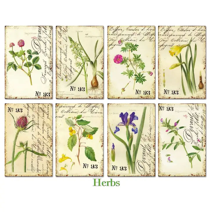 Scrapbooking bilder - Herbs