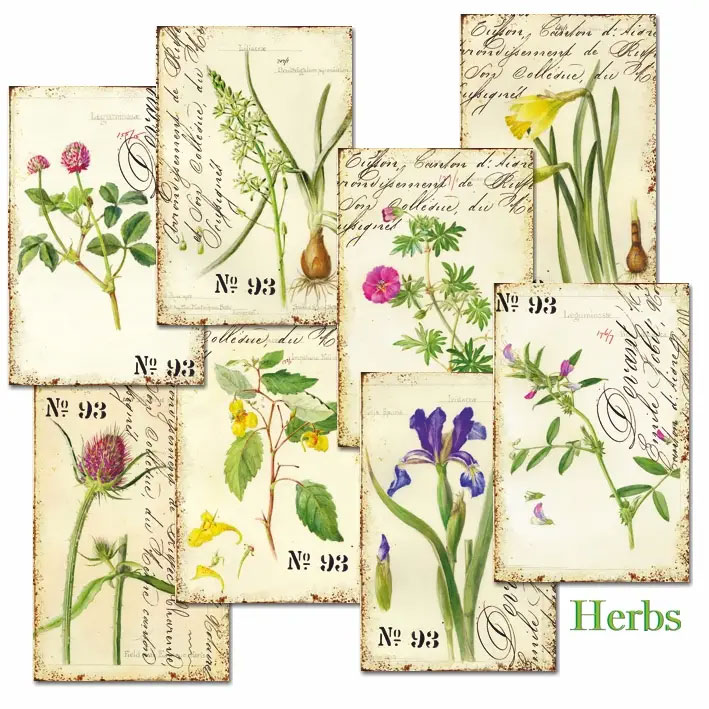Scrapbooking bilder - Herbs